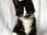 Black&White Mainecoon Erkek Secereli Ve Faturalı