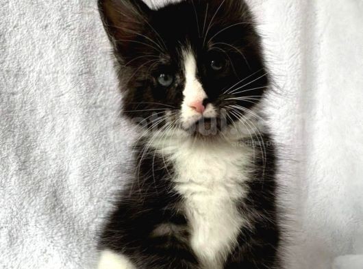 Black&White Mainecoon Erkek Secereli Ve Faturalı görsel