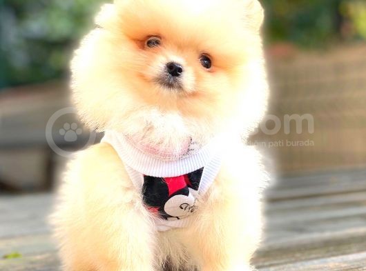 Di̇şi̇ Pomerani̇an Boo Teacup