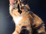 Tricolor Dişi Mainecoon Secereli Ve Faturalı
