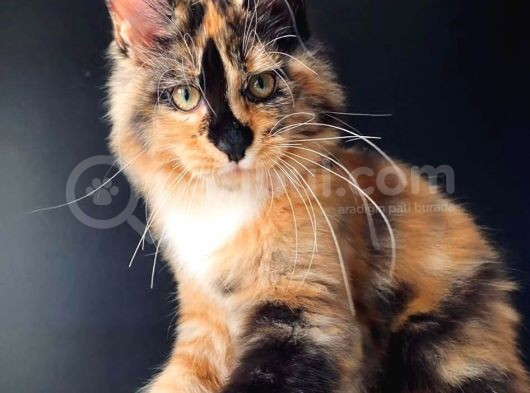 Tricolor Dişi Mainecoon Secereli Ve Faturalı görsel