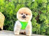 Orange Renk Orjinal Pomeranian Yavrular