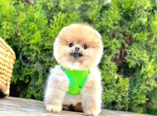 Orange Renk Orjinal Pomeranian Yavrular görsel