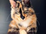 Tricolor Dişi Mainecoon Secereli Ve Faturalı