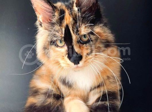 Tricolor Dişi Mainecoon Secereli Ve Faturalı görsel