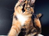 Tricolor Dişi Mainecoon Secereli Ve Faturalı