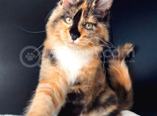 Tricolor Dişi Mainecoon Secereli Ve Faturalı görsel