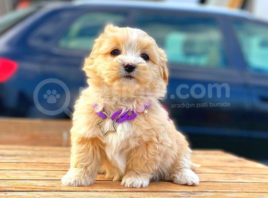 Malti̇po Di̇şi̇ Erkek Teacup Bebekler görsel