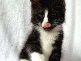 Black&White Mainecoon Erkek Secereli Ve Faturalı