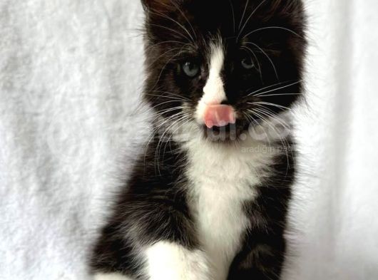 Black&White Mainecoon Erkek Secereli Ve Faturalı görsel