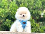 Gülen Surat Boo Pomeranian Yavrular