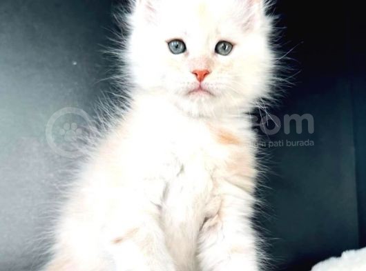 Pet Secereli Mainecoon Erkek