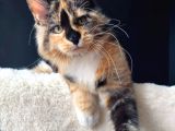 Tricolor Dişi Mainecoon Secereli Ve Faturalı