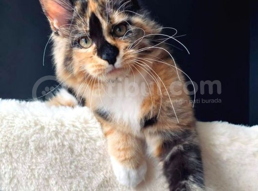 Tricolor Dişi Mainecoon Secereli Ve Faturalı görsel