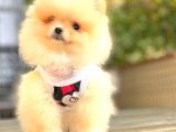 Di̇şi̇ Pomerani̇an Boo Teacup