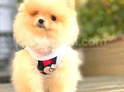 Di̇şi̇ Pomerani̇an Boo Teacup görsel