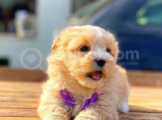 Malti̇po Di̇şi̇ Erkek Teacup Bebekler