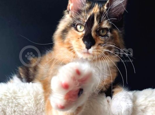 Tricolor Dişi Mainecoon Secereli Ve Faturalı