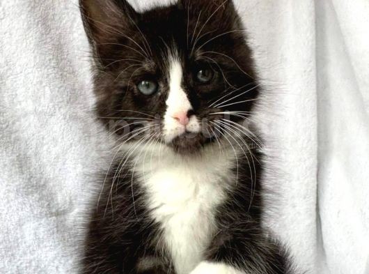 Black&White Mainecoon Erkek Secereli Ve Faturalı