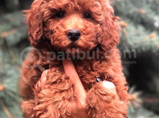 Redbrown Toy Poodle görsel