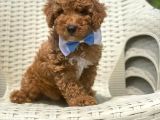 Orjinal Toy Poodle