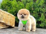 Orange Renk Orjinal Pomeranian Yavrular