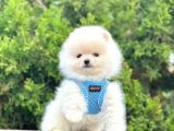 Gülen Surat Boo Pomeranian Yavrular