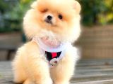 Di̇şi̇ Pomerani̇an Boo Teacup
