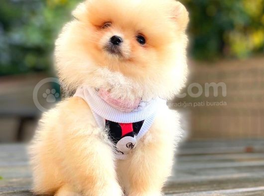 Di̇şi̇ Pomerani̇an Boo Teacup görsel