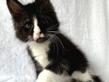 Black&White Mainecoon Erkek Secereli Ve Faturalı