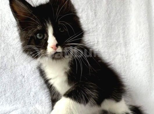 Black&White Mainecoon Erkek Secereli Ve Faturalı görsel