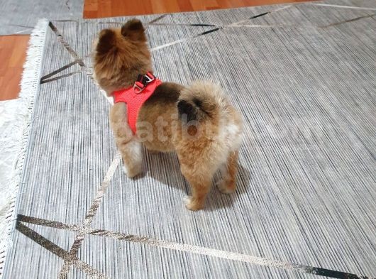 2 Yaşın Da Minik Pomeranian görsel