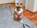 2 Yaşın Da Minik Pomeranian