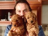 Red Toy Poodle Yavrular