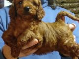 Red Toy Poodle Yavrular