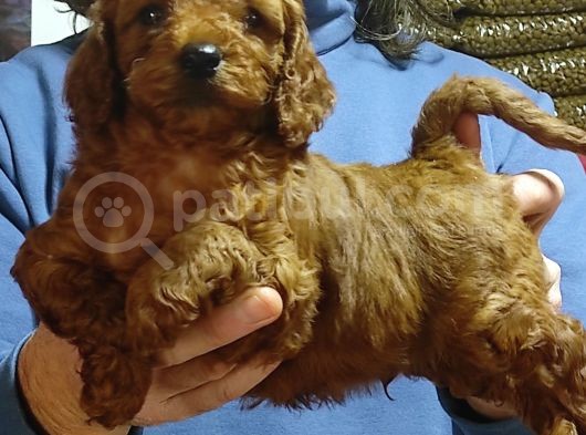 Red Toy Poodle Yavrular görsel