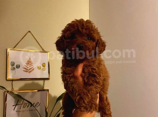 Sağlık Ve Ömür Boyu Irk Garantili Poodle Yavrularımız görsel