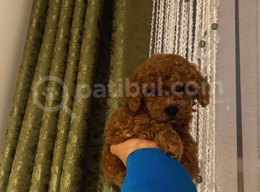 İnstagram Fenomeni Karamel’in Bebekleri görsel