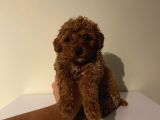 Sağlık Ve Ömür Boyu Irk Garantili Poodle Yavrularımız