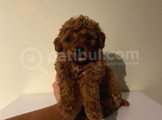 Sağlık Ve Ömür Boyu Irk Garantili Poodle Yavrularımız görsel