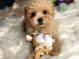 Di̇zayn Irk Malti̇poo Yavrulari