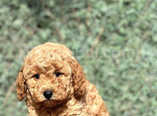 Mini Boy Orjinal Poodle Yavrular görsel