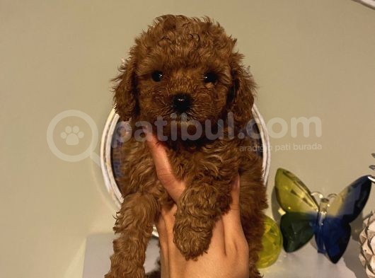 Aşılı Pasaportlu Poodle Yavrularımız görsel