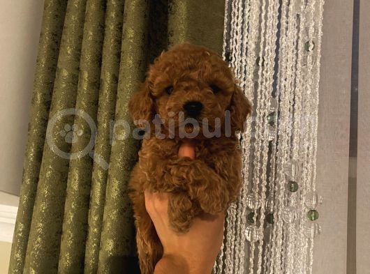 İnstagram Fenomeni Karamel’in Bebekleri görsel