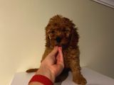 Sağlık Ve Ömür Boyu Irk Garantili Poodle Yavrularımız