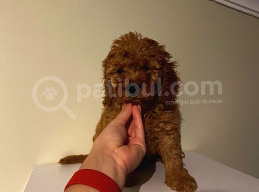 Sağlık Ve Ömür Boyu Irk Garantili Poodle Yavrularımız görsel