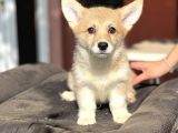 Turkiyede Tek Welsh Corgi Bebekler
