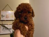 Sağlık Ve Ömür Boyu Irk Garantili Poodle Yavrularımız