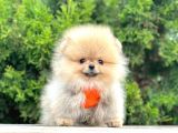 Safkan Teddy Face Pomeranian Boo Yavrularımız