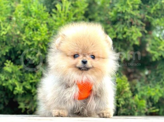 Safkan Teddy Face Pomeranian Boo Yavrularımız görsel